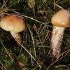 Gomphidius maculatus, Fleckender Gelbfuß